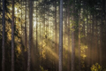 Thumbnail for version as of 21:16, 24 March 2018